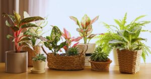 Was sind die besten Pflanzen für zu Hause?